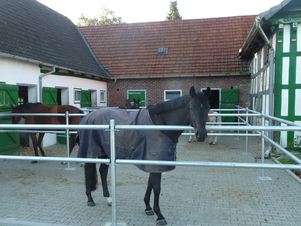 Pferde im Paddock