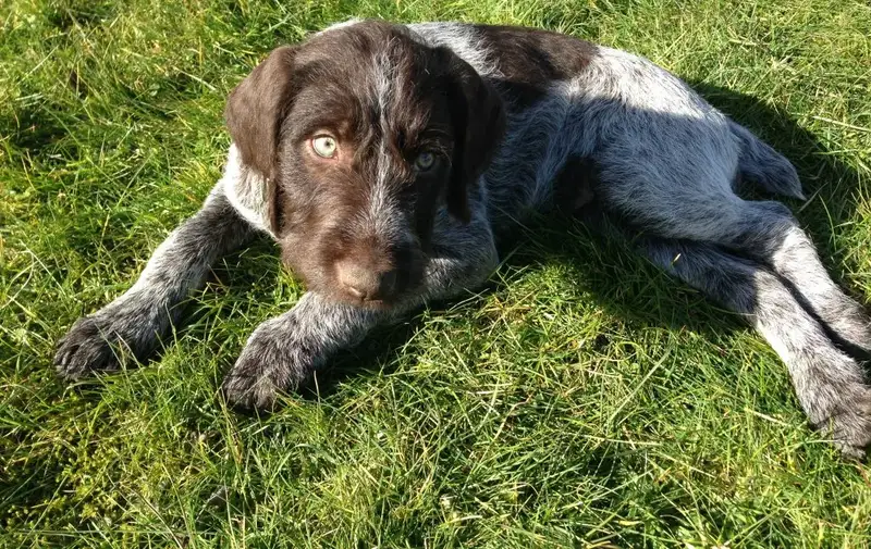 Stichelhaarwelpe Ronja, unser Hund