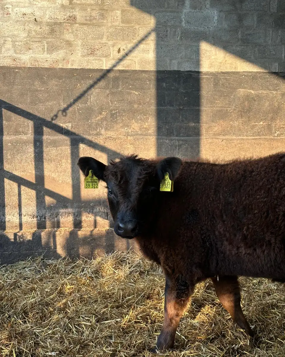 Nahaufnahme eines zotteligen Galloway-Rindes auf der Weide
