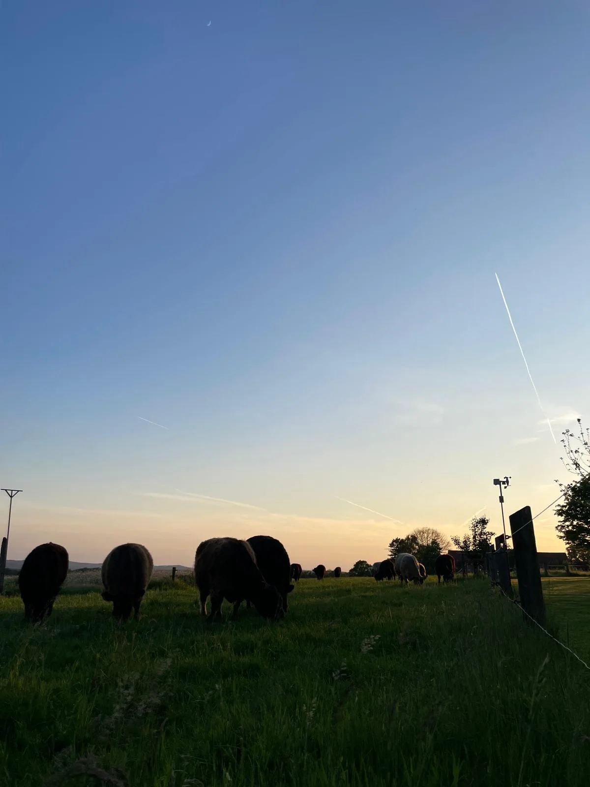 Galloway-Herde auf der Weide im Licht des Sonnenuntergangs