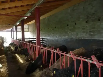 Fressende Galloways im Stall