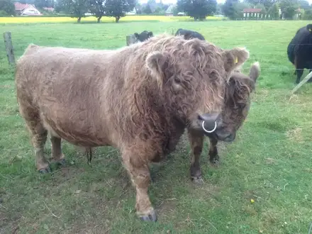 Galloway-Bulle mit Nasenring