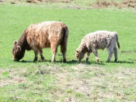 Galloway mit Kalb