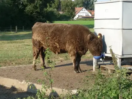 Galloway trinkt am Wasserwagen