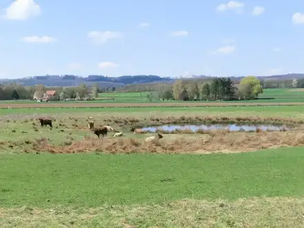 Galloways an einer Wasserstelle auf der Stauwiese