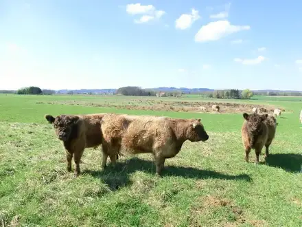 Galloways auf der Stauwiese