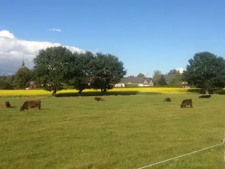 Galloways auf der Weide aus eigener Züchtung