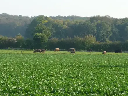 Galloways auf der Weide