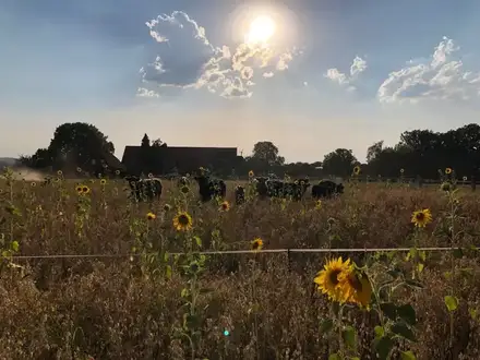 Galloways auf einer Sonnenblumen-Wiese