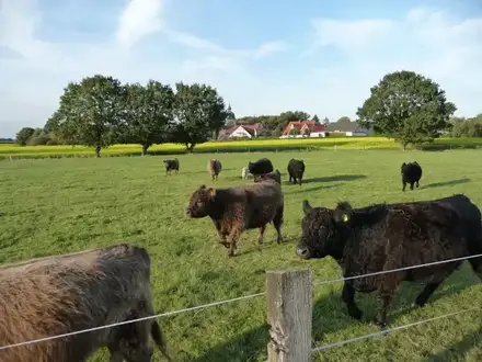 Galloways unterwegs