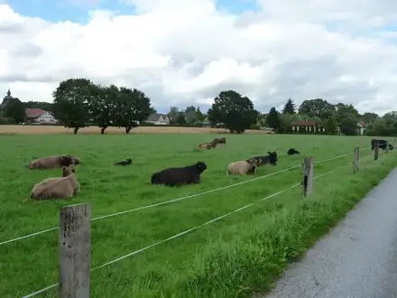 Im Gras liegende Galloways